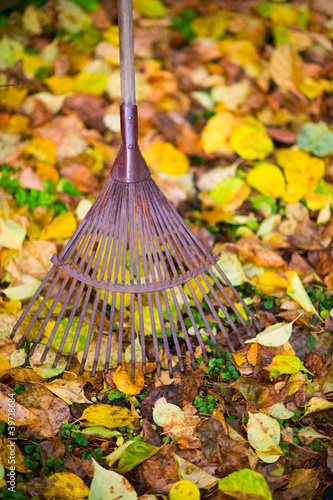 Photo: Rake and leafs Rake and leafs