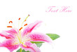 Pink lily