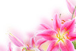 Pink lily
