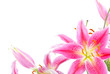 Pink lily