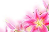 Pink lily