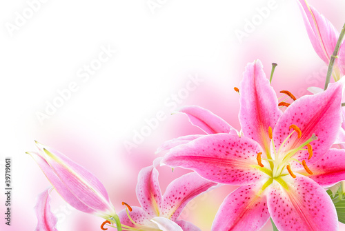 Photo: Pink lily Pink lily