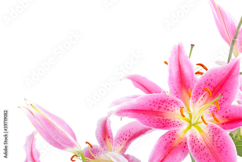 Photo: Pink lily Pink lily