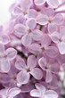 Lilac  close-up
