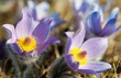 Photo: flower of pasqueflower flower of pasqueflower