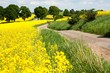 field of rapeseed - brassica napus