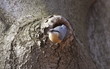 Nuthatch - bird