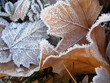 froyen leaves
