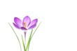 Leinwanddruck Bild - crocus