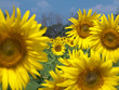Sunflower field