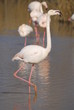Flamant rose 6