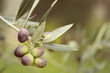 Olives on Olive Tree