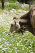 Cow in a pasture Cow in a pasture