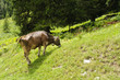Cow in a pasture Cow in a pasture