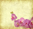 paper background with purple orchid .