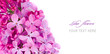 Lilac flowers with sample text