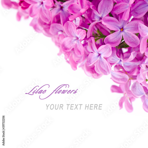 Photo: Lilac flowers with sample text Lilac flowers with sample text