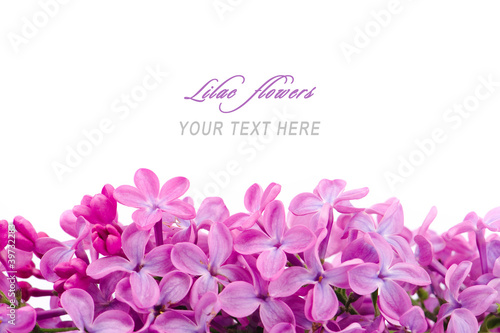 Photo: Lilac flowers with sample text Lilac flowers with sample text