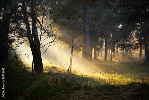 Photo: sunbeams in fog in the forest sunbeams in fog in the forest