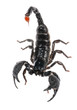 Scorpion Pandinus imperator isolated on white. No shadow