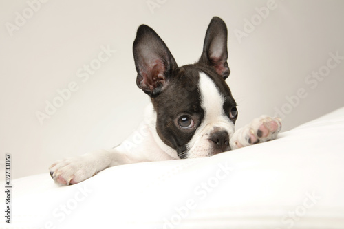 Photo: Puppy Puppy