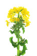菜の花