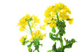 Rape blossoms isolated on white background