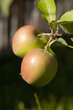 Äpfel am Baum