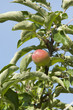 Apfel am Baum