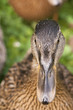 Ente