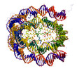 Nucleosome core particle structure