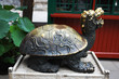 Bronze turtle