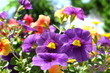 Sommerflor