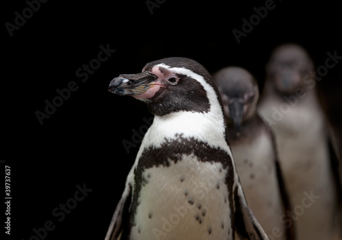 Photo: African penguin African penguin