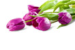 Pink tulips on white background