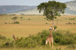 Giraffe standing in the bush, Masai Mara, Kenya Giraffe standing in the bush, Masai Mara, Kenya