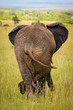 Relaxed elephant waiting for a friends, Masai Mara, Kenya Relaxed elephant waiting for a friends, Masai Mara, Kenya