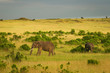 Elephants on the savannah, Masai Mara, Kenya Elephants on the savannah, Masai Mara, Kenya