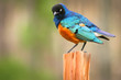 Photo: Colorful Superb Starling on the wood, Samburu, Kenya Colorful Superb Starling on the wood, Samburu, Kenya