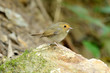 rufous-browed flycatcher(Ficedula solitaris)