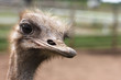 Photo: Ostrich head Ostrich head