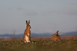 Brown hare (lepus europaeus)