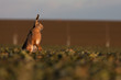 Brown hare (lepus europaeus)