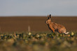 Brown hare (lepus europaeus)