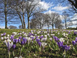 champ de fleur & crocus