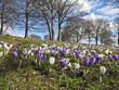 Fleur crocus printemps