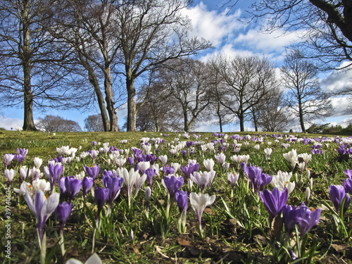 Photo: champ de fleur & crocus champ de fleur & crocus