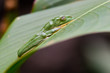 Foto: Red-eyed tree frog on leaf Red-eyed tree frog on leaf