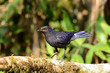 blue whistling thrush