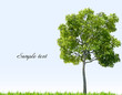 Summer landscape with sky, green grass and tree. Vector